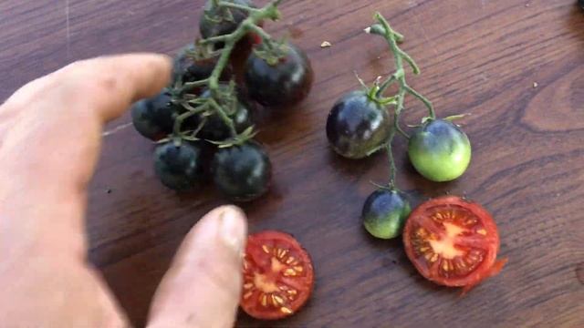 Синий томат ТАНЦЫ СО СМУРФИКАМИ. Dancing with smurff's tomato смотреть онлайн