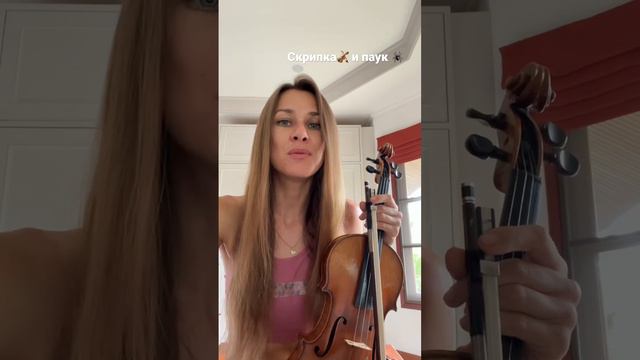 Скрипка 🎻 и паук 🕷️ #скрипка #violin