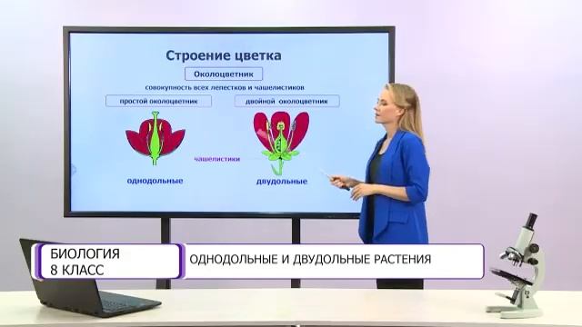 Биология. 8 класс. Однодольные и двудольные растения /02.10.2020/ смотреть онлайн