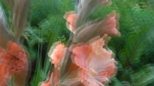 Выращивание гладиолусов на Урале. Букетный способ посадки.