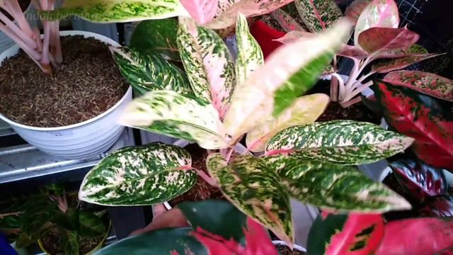 Aglaonema Super kwalitas prima смотреть онлайн