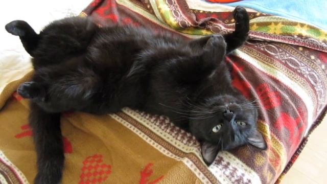 Кошка Тина. Отдых. смотреть онлайн