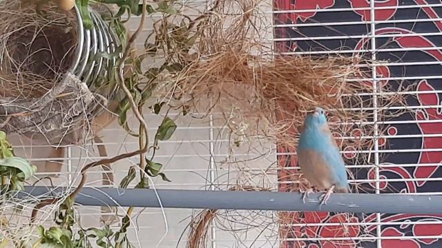 Танец самочки красноухого астрильда смотреть онлайн