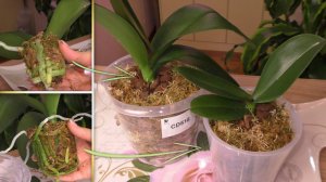 ЗАКРЫТАЯ система, ДВОЙНОЙ горшок. Пересадка ДВУХ орхидей.