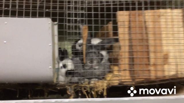 В каком возрасте отсаживать крольчат от крольчихи! смотреть онлайн