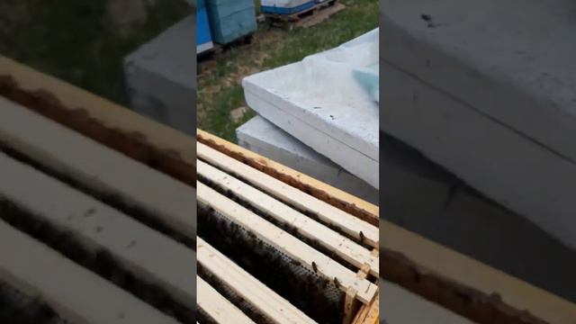 Весенний (майский) мёд. #мёд #пчеловодство #пчёлы #татарстан #honey #bees #apis смотреть онлайн