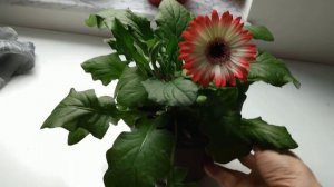 Комнатная гербера после пересадки, советы по уходу.