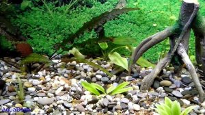 Лечение аквариумных рыбок солью от манки и других болезней.