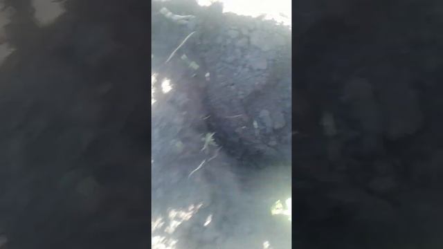 Поймать слепыша или крота на крючки с стопроцентным результатом. Особенности установки крючков... смотреть онлайн