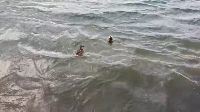 Борьба чаек с ветром. Иркутск. Ангара смотреть онлайн