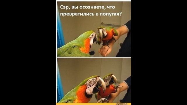 Попугайчик Сергеев | Как разговаривать с коллекторами по телефону смотреть онлайн