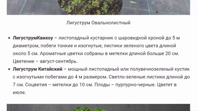 Лигуструм Растения для дома и сада смотреть онлайн