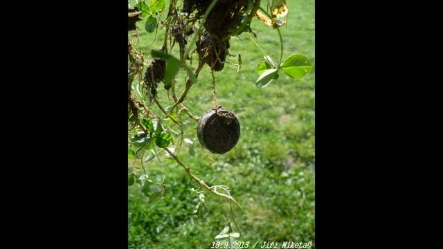 Black Steel Ring. Find with XP Gmaxx II. Metal Detecting. смотреть онлайн