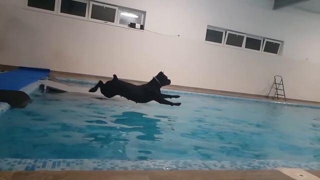 Кане Корсо Амура в бассейне NEVA смотреть онлайн