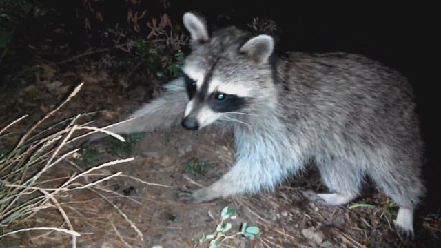 еноты продолжение. Еноты воруют еду!!!!!!!! смотреть онлайн