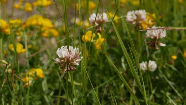 Koniczyna biała Trifolium repens смотреть онлайн