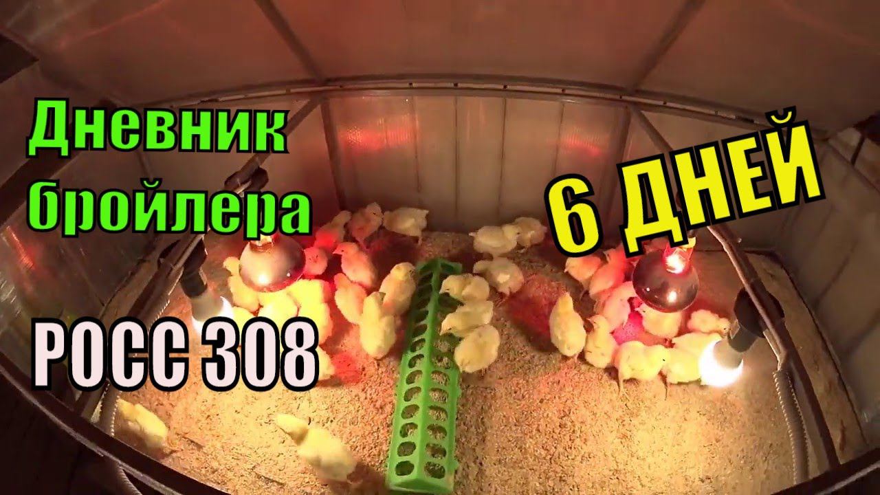 Цыплята бройлера РОСС 308 ( Шесть Суток ) Динамика роста, кормление, содержание смотреть онлайн