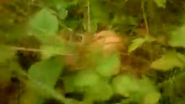 В лес по грибы и ягоду***земляника. смотреть онлайн