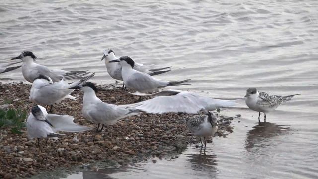 Sandwich Tern Juveniles with Adults смотреть онлайн