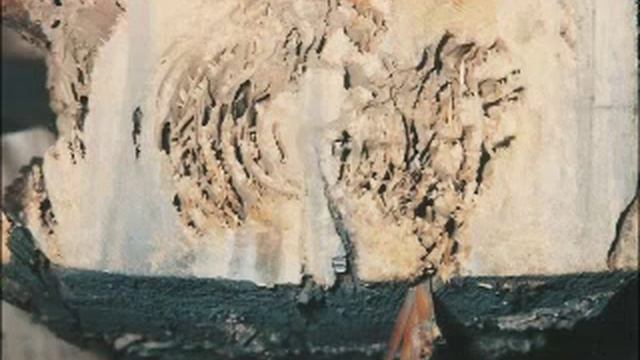 Termite Damage In Homes, How To Get Rid Of Termite, How To Find Termites