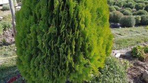 Туя восточная книжка.  7 лет спустя