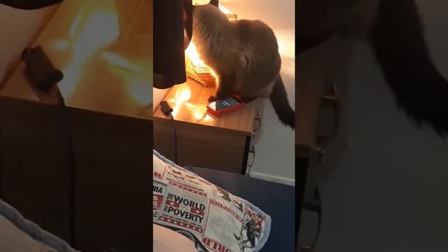 Cranky Cat Turns Off Phone Alarm || ViralHog смотреть онлайн