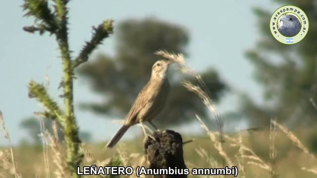 Leniatero Anumbius annumbi смотреть онлайн