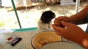 Японский хин.Особенности кормления.