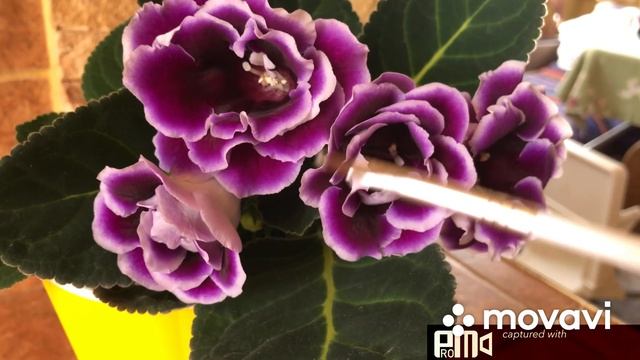 Как опылить глоксинию для получения семян? How to get Gloxinia Seeds? смотреть онлайн