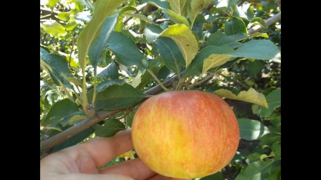 ОСЕННИЙ СОРТ ЯБЛОК МЕДУНИЦА смотреть онлайн