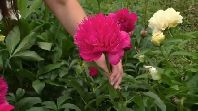 пион Ирокез