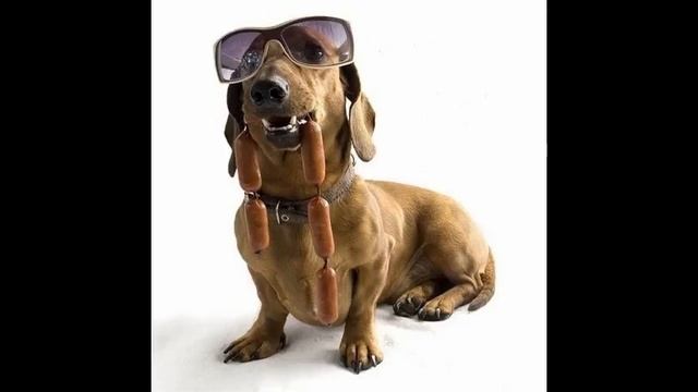 корм хилс для собак цена смотреть онлайн