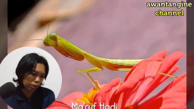 HASIL FOTO || GCAM VENOM || REDMI NOTE 7 смотреть онлайн