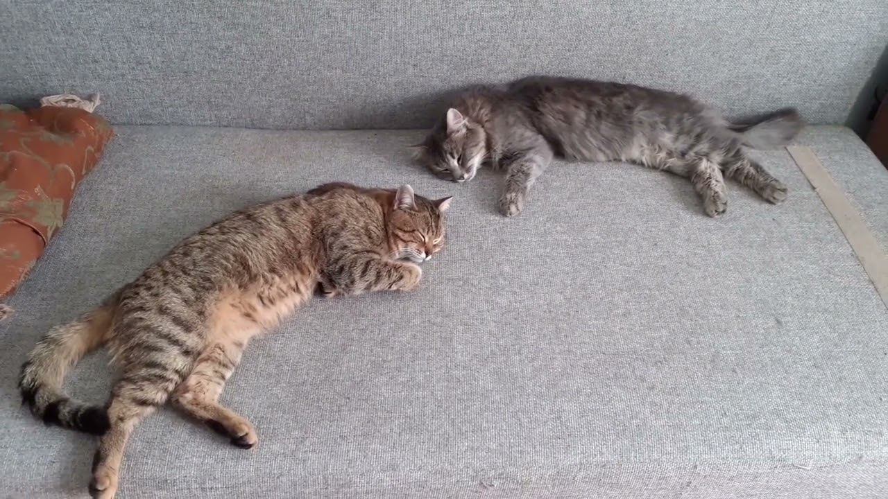 ( нарезка) сладкий сон моих котов... смотреть онлайн