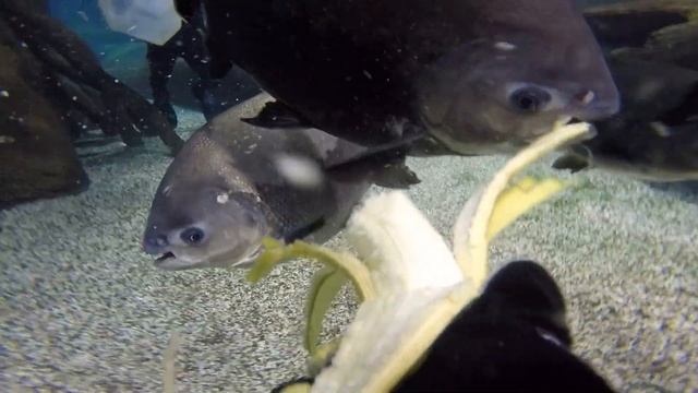 Как Паку едят банан | How Colossoma Brachypomum eat banana смотреть онлайн