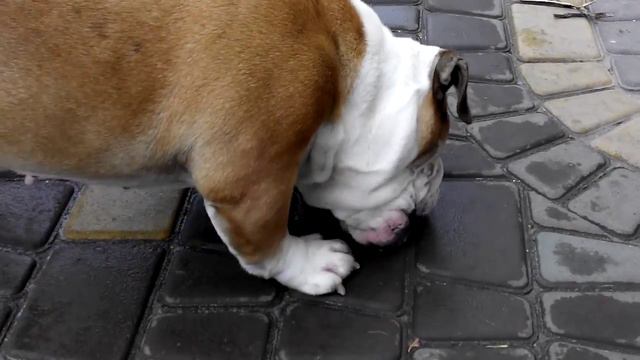 Английский бульдог Молли# смотреть онлайн