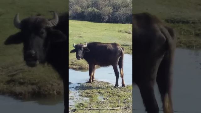 white buffalo, interesting animal , белый буйвол смотреть онлайн
