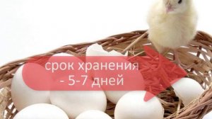 Когда лучше закладывать яйца в инкубатор
