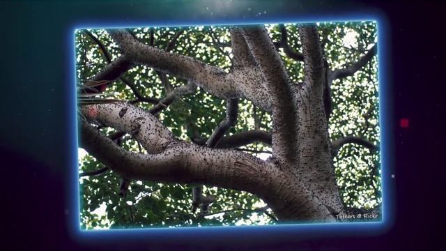 आज देख लो कैसे ये पेड़ पौधे जानवरों को भी जिंदा खा जाते हैं | most terrifying and creepy Plants смотреть онлайн