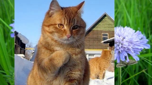 Наши меньшие друзья Няшки Котоматрица смотреть онлайн