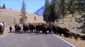 Быки в деле. На что способны  Буйвол, Гаур, Бизон, Зубр. Буйвол в деле. Бизон в деле