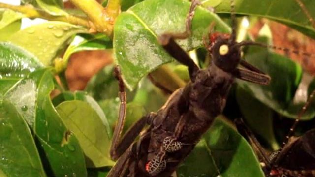 Black Velvet Stick Insects (peruphasma schultei) смотреть онлайн