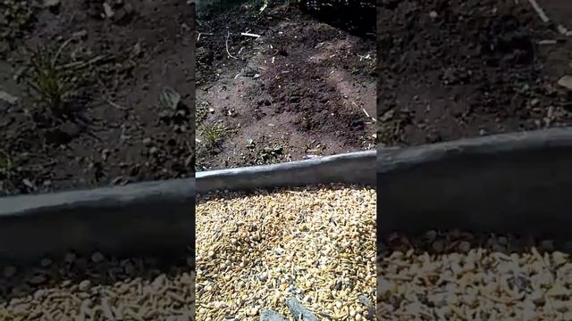 Делаем корм для голубей домашних условиях смотреть онлайн