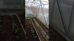 Теплица с автоматическими люками для проветривания