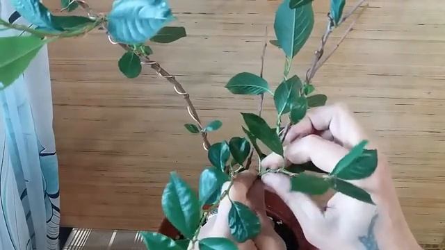 Обрезка вишни и формировка её под БОНСАЙ смотреть онлайн