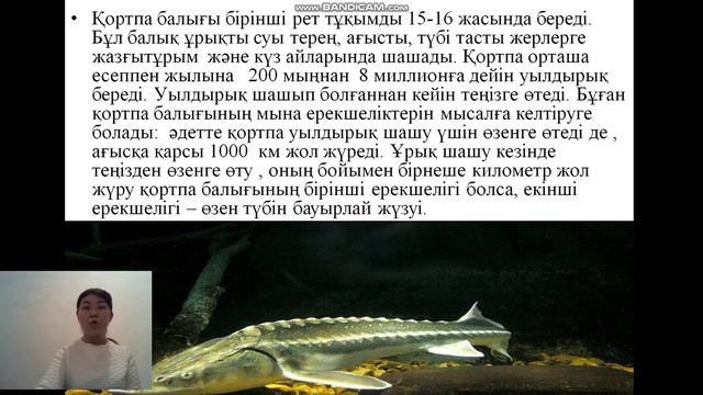 Балық өндірісі пәні. Бекіре тәрізділер отряды смотреть онлайн