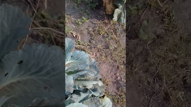 Капуста у бабушки на огороде и стих Крылова ??? смотреть онлайн