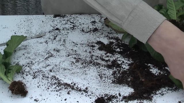 Старый куст стрептокарпуса. Омоложение.