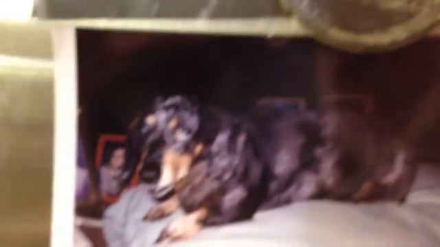 АМЕРИКАНСКАЯ ПАСХА --А ТАК ЖЕ И ЕВРОПЕЙСКАЯ смотреть онлайн