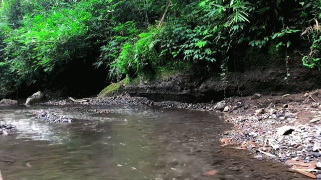 Spring River Beautiful Stream | River Sound | Nature Videos | East Java, Indonesia смотреть онлайн